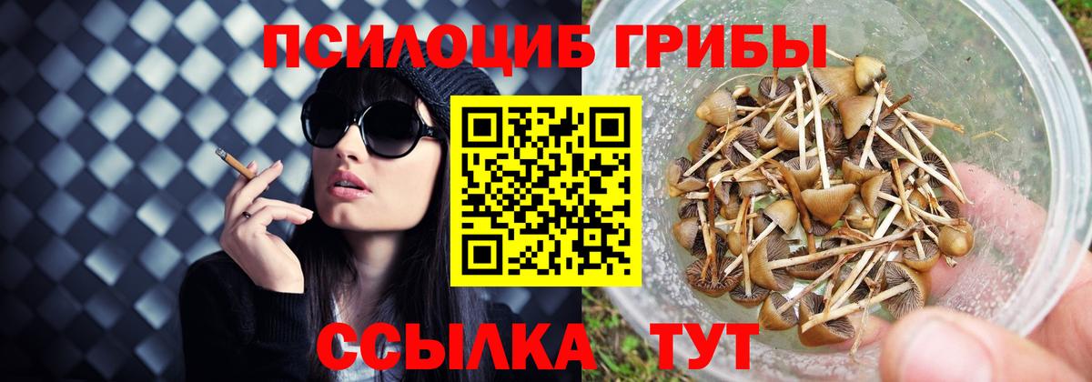 Псилоцибиновые грибы Cubensis Кулебаки